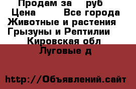 Продам за 50 руб. › Цена ­ 50 - Все города Животные и растения » Грызуны и Рептилии   . Кировская обл.,Луговые д.